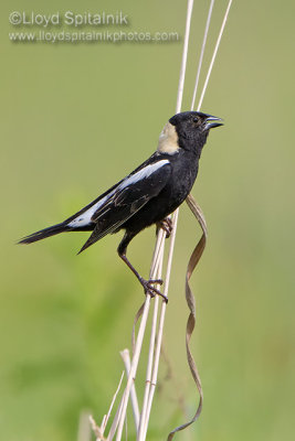 Bobolink