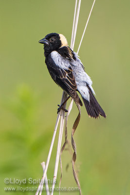 Bobolink