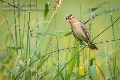 Bobolink (female)