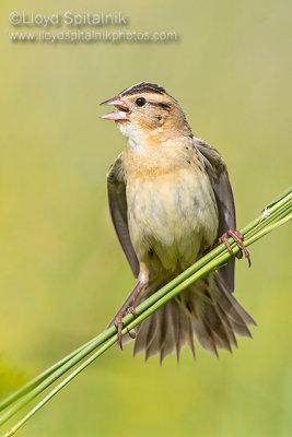 Bobolink (female)