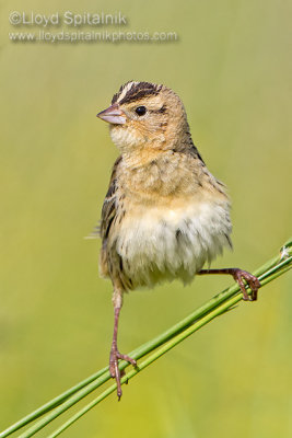 Bobolink (female)