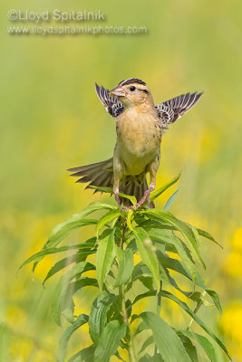 Bobolink (female)