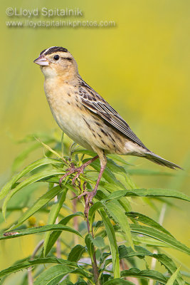 Bobolink (female)