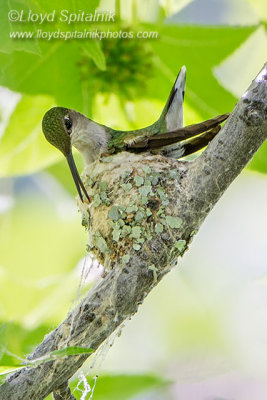 Ruby-throated Hummingbird (female)