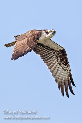 Osprey