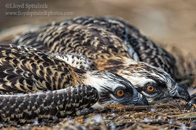 Osprey