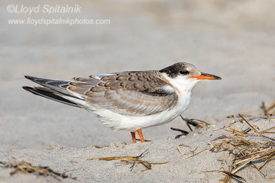 Common Tern (juvenile)