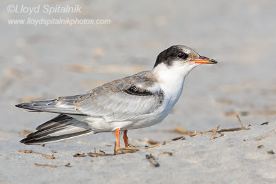Common Tern