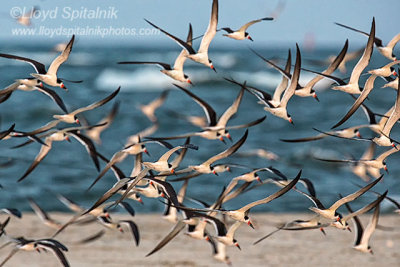 Black Skimmer