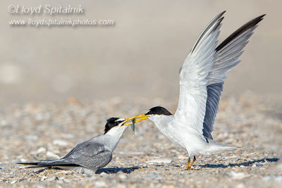 Least Tern