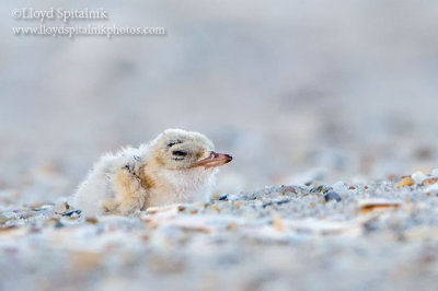 Least Tern