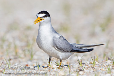 Least Tern