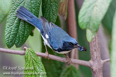 Black-throated Blue Warbler