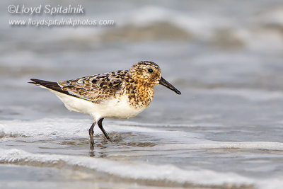 Sanderling