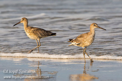 Willet (Western)