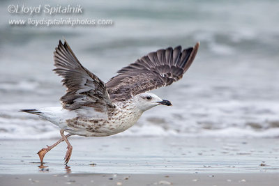 Lesser Black-backed Gull