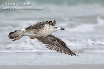 Lesser Black-backed Gull