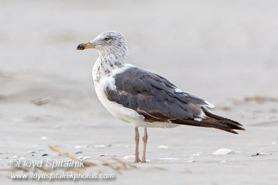 Lesser Black-backed Gull