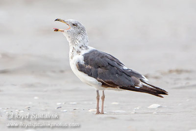 Lesser Black-backed Gull