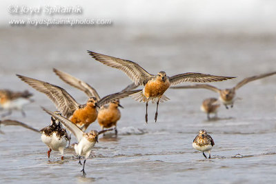 Red Knot