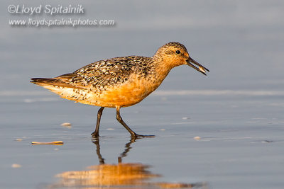 Red Knot