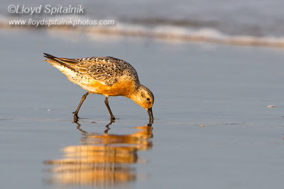 Red Knot