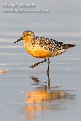 Red Knot