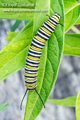 Monarch Caterpillar