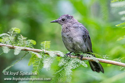 Gray Catbird