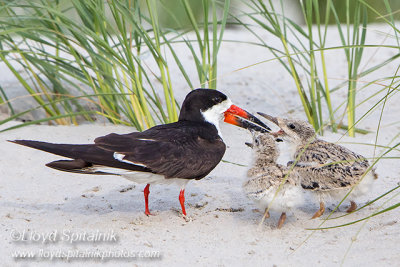 Black Skimmer