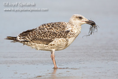 Great Black-backed Gull 