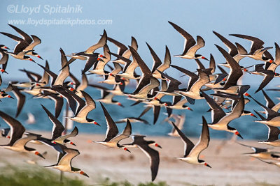 Black Skimmer