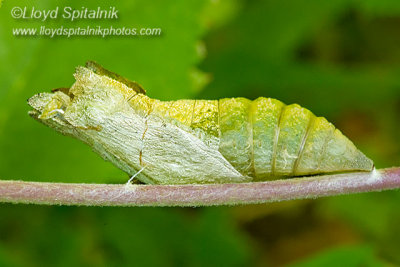 Black Swallowtail  (chrysalis/pupa)