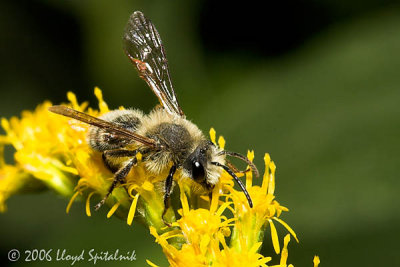 Hairy-banded Andrena (male) 