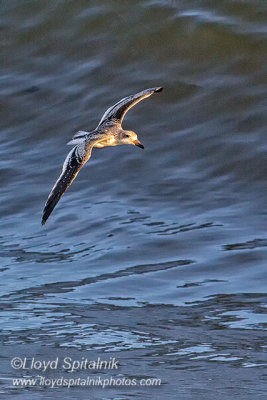 Black Skimmer