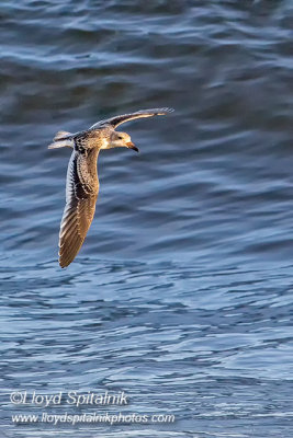 Black Skimmer (juvenile)