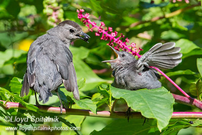 Gray Catbird