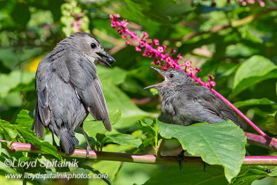 Gray Catbird