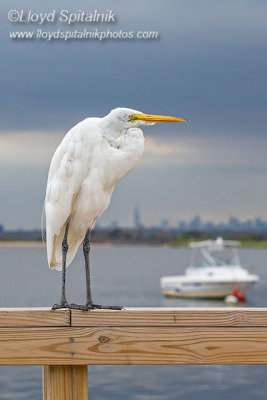 Great Egret