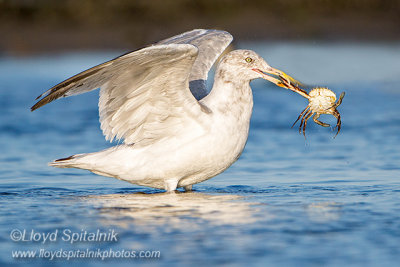 Herring Gull
