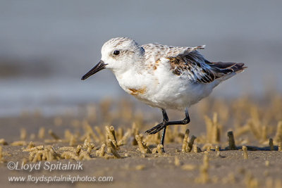 Sanderling