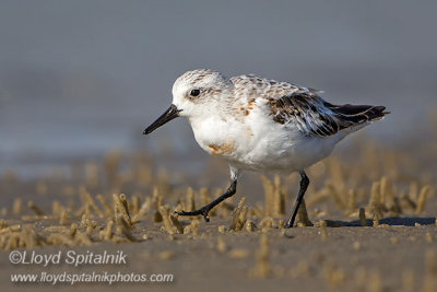 Sanderling