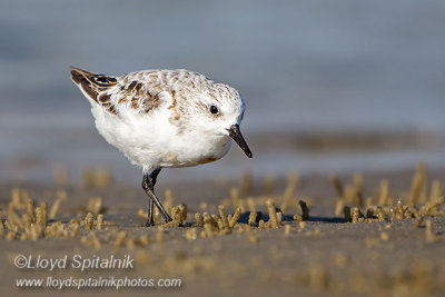 Sanderling