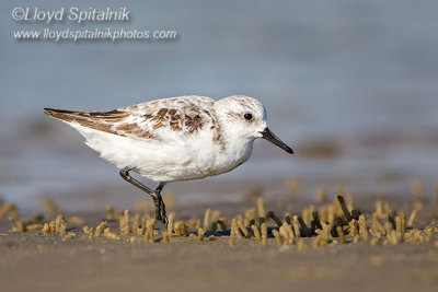 Sanderling