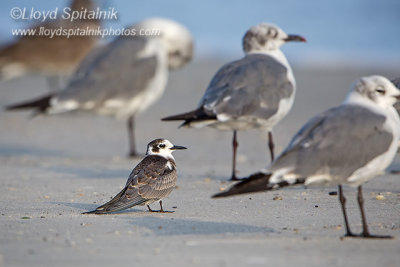 Black Tern