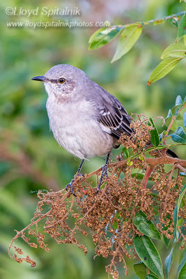 Northern Mockingbird