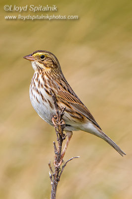 Savannah Sparrow