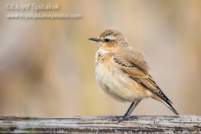 Northern Wheatear