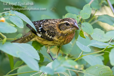 Rose-breasted Grosbeak