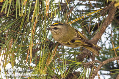 Golden-crowned Kinglet